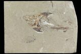 Fossil Crusher Fish (Coccodus) - Hjoula, Lebanon #112658-1